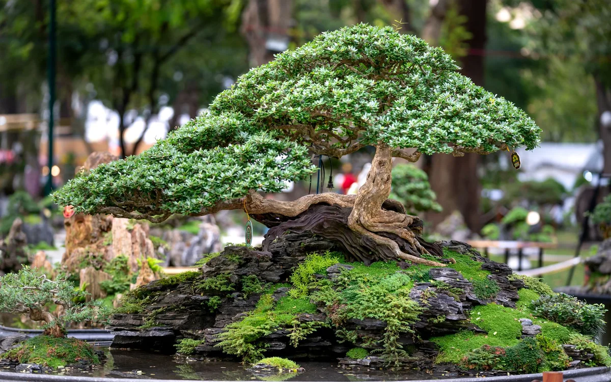 Un bonsaï japonais de style érigé informel sur une étagère en bois, avec une paire de ciseaux de taille et un arrosoir en cuivre.