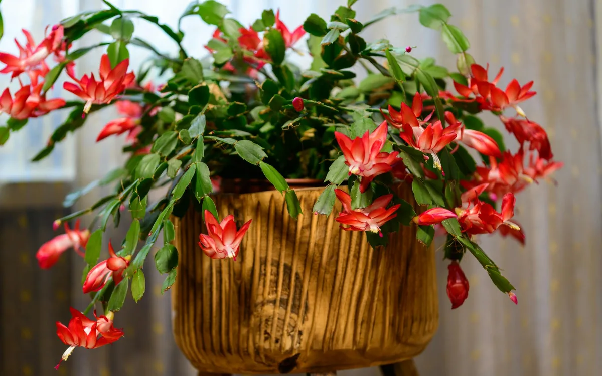 Un cactus de Noël en pot, en pleine floraison, avec des tiges vertes segmentées et des fleurs rouges et roses, posé sur un rebord de fenêtre lumineux.