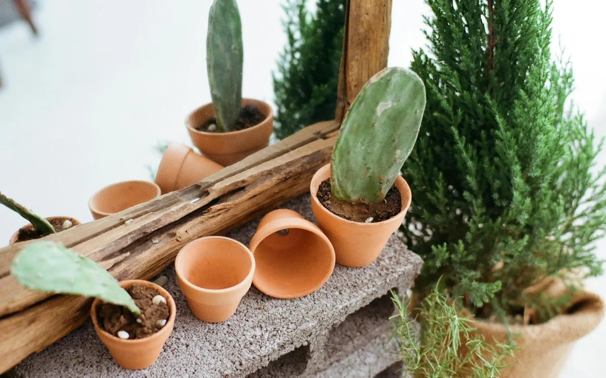 Un cactus Mammillaria dans un pot en terre cuite, posé sur un rebord de fenêtre ensoleillé, avec un petit arrosoir à côté.