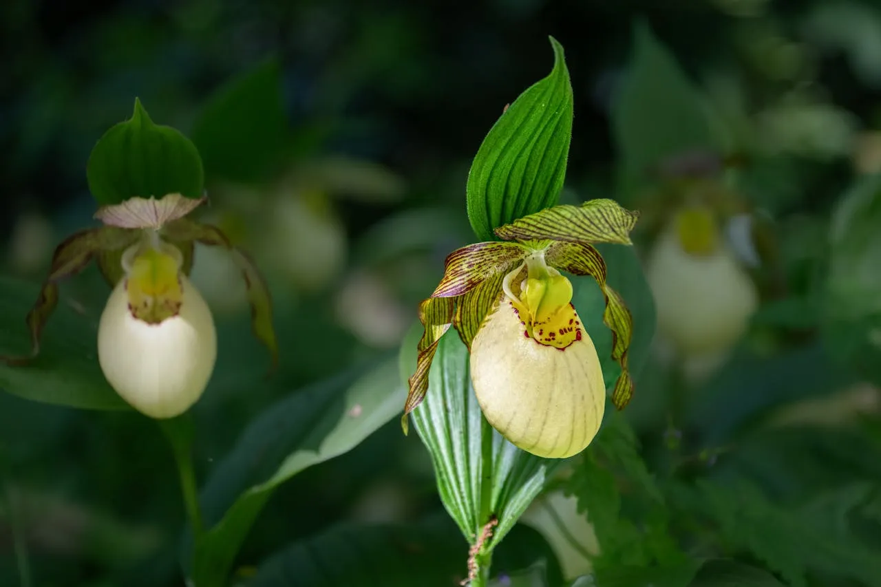 Gros plan sur les feuilles basales d'une orchidée sauvage, nervurées et légèrement tachetées, au ras du sol dans une prairie calcaire.