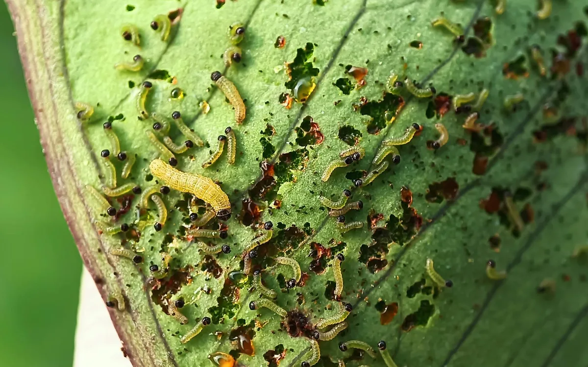 Feuille de Monstera deliciosa présentant des taches argentées et de minuscules insectes noirs, symptômes d'une infestation de thrips.