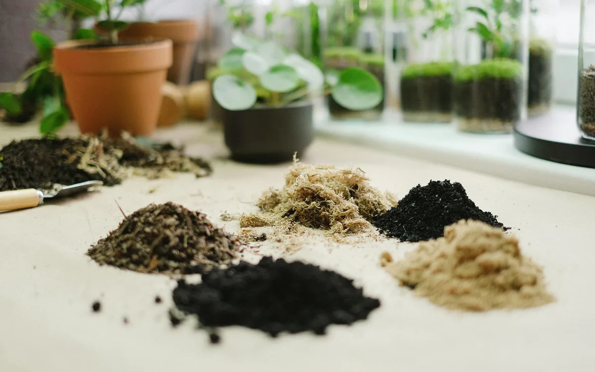 Gros plan sur un terreau humide infesté de minuscules larves noires, au pied d'une plante verte d'intérieur.