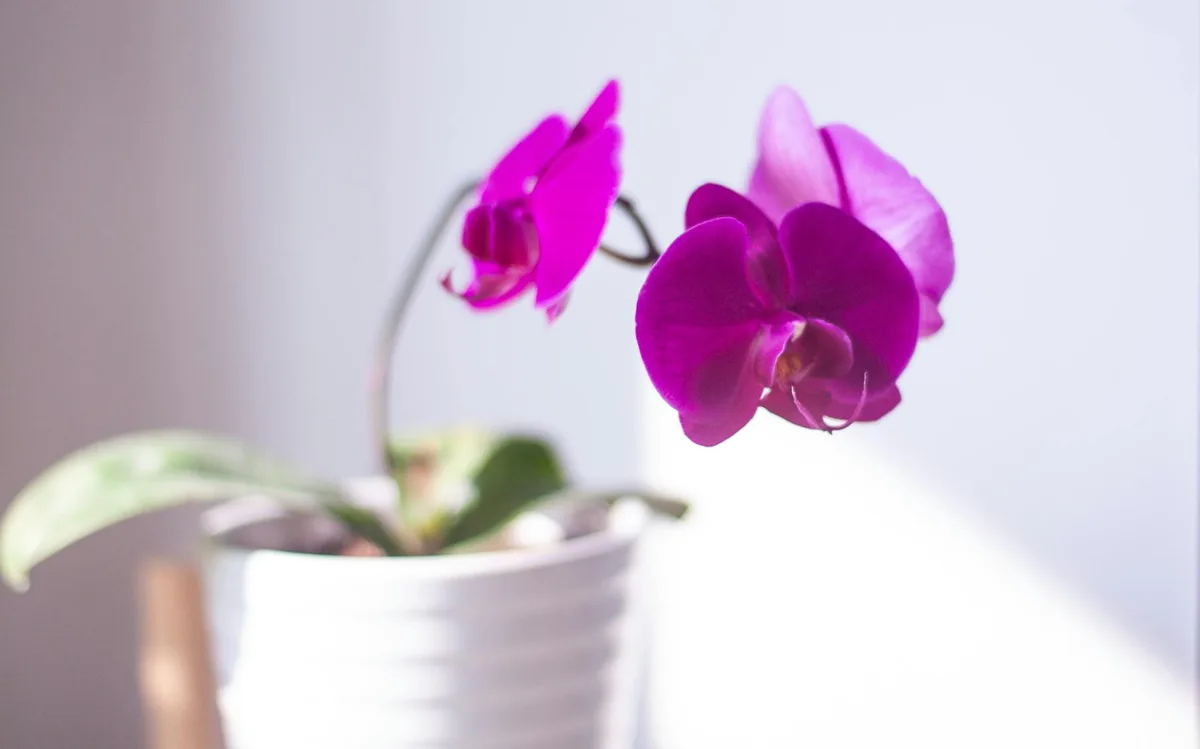 Plusieurs pots pour orchidées de matériaux différents : plastique transparent, terre cuite poreuse et panier ajouré en bois, posés sur une étagère près d'une fenêtre.