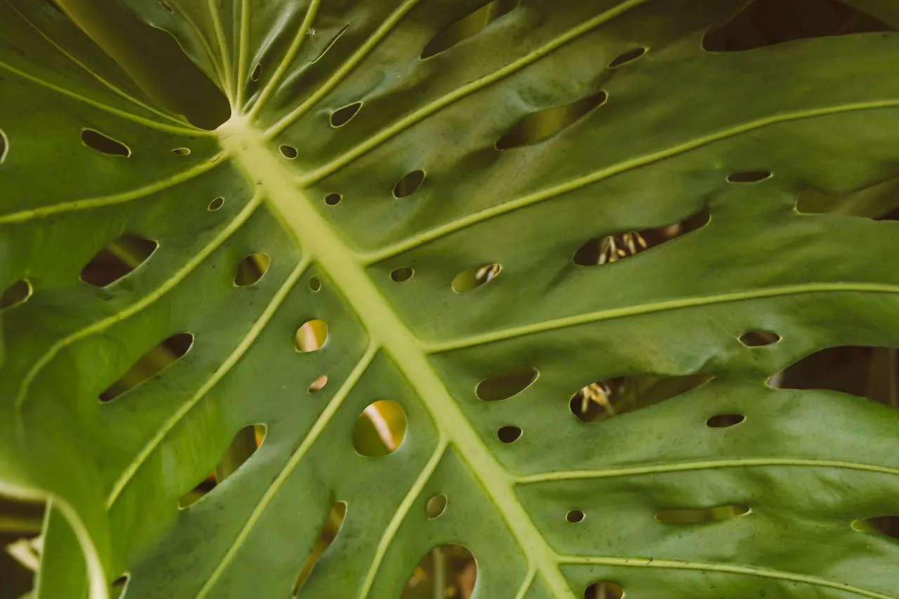 Gros plan sur une feuille de Monstera deliciosa montrant des stries argentées et de minuscules points noirs, signes caractéristiques d'une attaque de thrips.