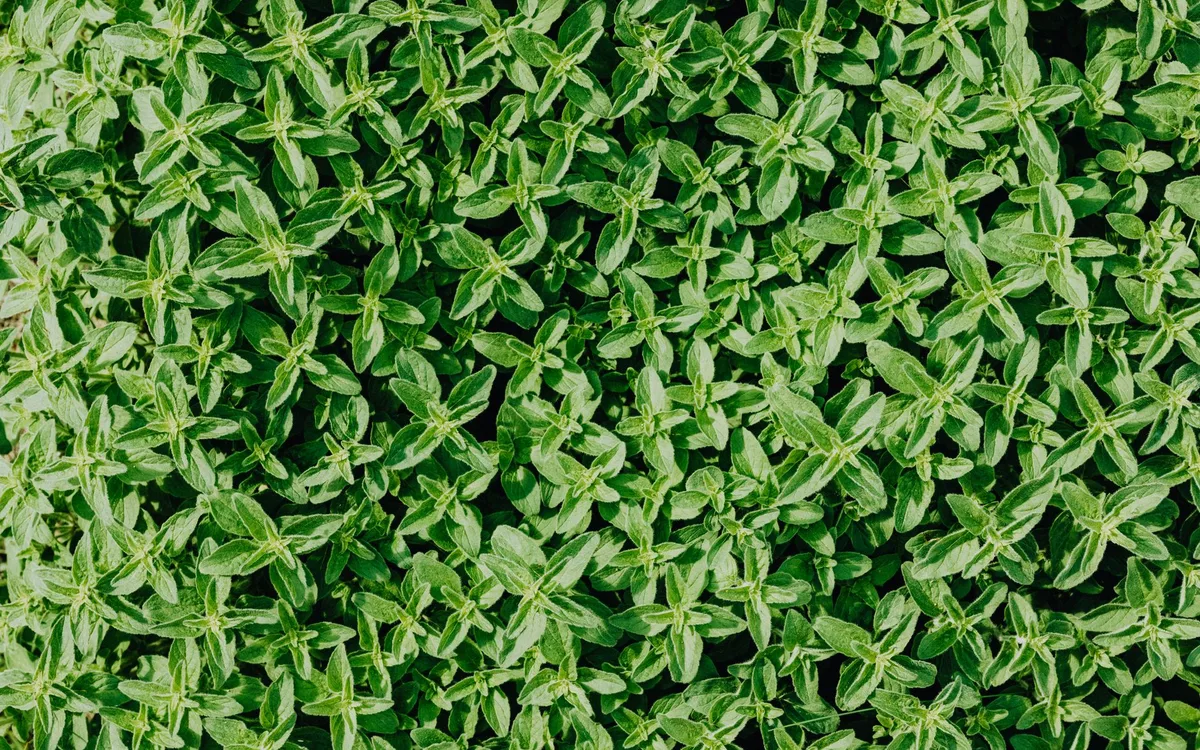 Un pied de thym dans un pot en terre cuite sur un rebord de fenêtre ensoleillé, tiges fines et feuilles vert-gris, quelques fleurs mauves en haut.