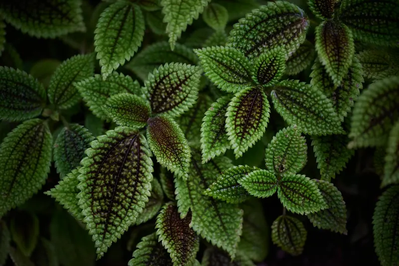 Pilea amitie
